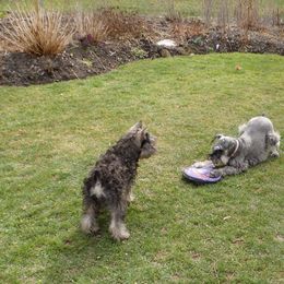 Miniature Schnauzer Puppies from Sumerwynd Miniature Schnauzers