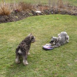 Miniature Schnauzer Puppies from Sumerwynd Miniature Schnauzers