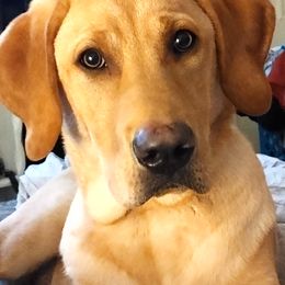 Labrador Retriever puppies from Bacres Kennels