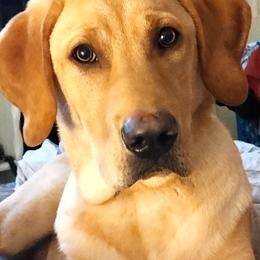 Labrador Retriever puppies from Bacres Kennels