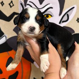 Witchie Poo - Tri-color female Bernedoodle puppy in Bountiful, Utah from EasyBreezyDoodles