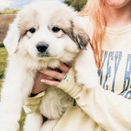 Minnie - White female Great Pyrenees puppy in New Palestine, Indiana from Hitchcock Homestead