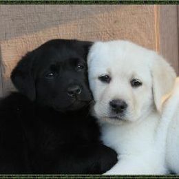 Labrador Retrievers from Triwater