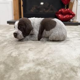 Boy 5 - Brown and gray male Wirehaired Pointing Griffon puppy in Shelley, Idaho from Western Gundogs