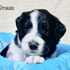 Bordoodle Puppies from Smarti Doodles