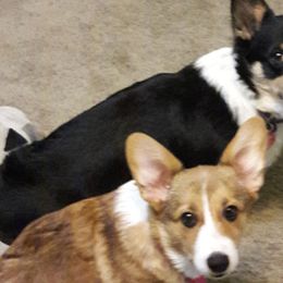 Pembroke Welsh Corgis from S and S Corgi's