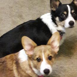 Pembroke Welsh Corgis from S and S Corgi's
