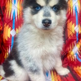 Valley - Black and white female Pomsky puppy in Auburn, Washington from Periwinkle Pomskies