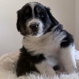 Teddy - Black tri-color male Australian Shepherd puppy in Harrah, Oklahoma from Kamm's Aussies