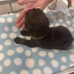 Standard Schnauzer Puppies from Erregen kennels
