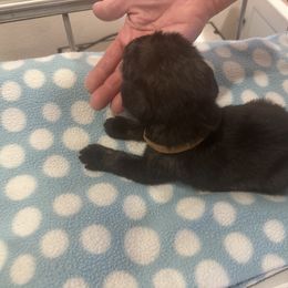 Standard Schnauzer Puppies from Erregen kennels