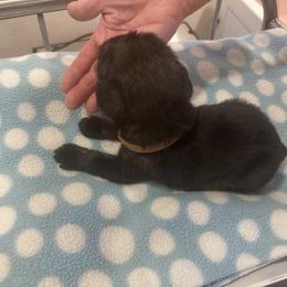 Standard Schnauzer Puppies from Erregen kennels