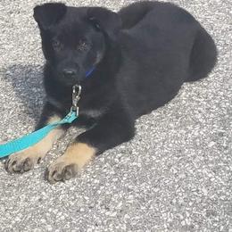 German Shepherd Puppies from Levesques German Shepherds