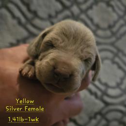 Yellow Collar - Silver gray female Weimaraner puppy in Indiana from So-IN Weimaraner's