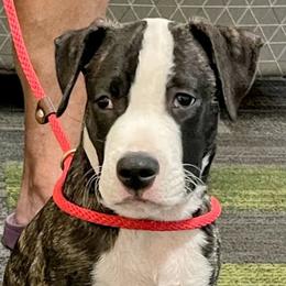 Boy 1-George Washington - Black brindle male American Staffordshire Terrier puppy in Bastrop County, Texas from Ironheart American Staffordshire Terriers