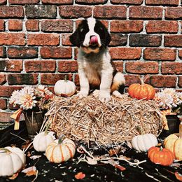 Saint Bernard Puppies from Southern Saints