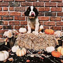 Saint Bernard Puppies from Southern Saints