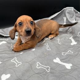 Smooth Girl - Dapple female Dachshund puppy in Spanaway, Washington from 11 Oaks Kennels