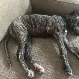 Poodle and Whippet All Grown Up from Charleston Reds Standard Poodles and Whippets