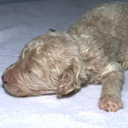 Missing pic 9 - Cream female Goldendoodle puppy in Westminster, South Carolina from Goldendoodlepuppiessc