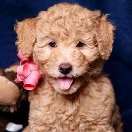 Siena - Apricot female Goldendoodle puppy in Forney, Texas from Diamond Doodle Pups and Poodles