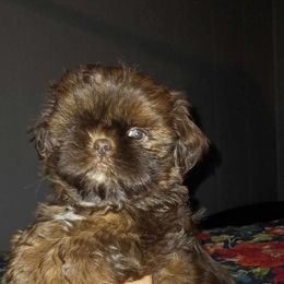 Girl 3 - Shih Tzu puppy in Birmingham, Alabama from K&D kennels