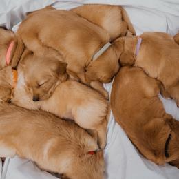 Golden Retriever Puppies from Rocky Mountain Field Goldens