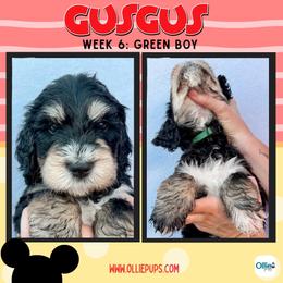 Gus Gus (Green) - male Golden Mountain Doodle puppy in Boiling Springs, South Carolina from OlliePups, LLC