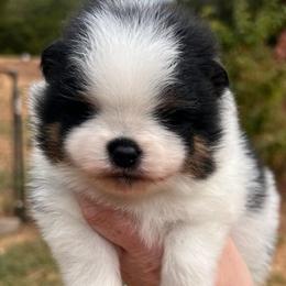 Boy 1 - Black and tan parti male Pomeranian puppy in Newalla, Oklahoma from Classy Poms