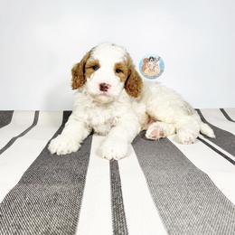 Aussiedoodle and Goldendoodle Puppies from Dandy Doodle Ranch