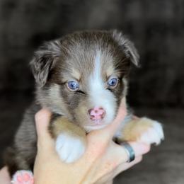 Patsy - Red tri female Miniature Australian Shepherd puppy in Queen Creek, Arizona from Arizona Aussies