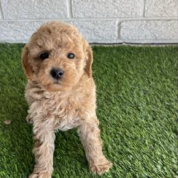 Lan - Apricot male Poodle puppy in Bay City, Texas from Billy's Puppies