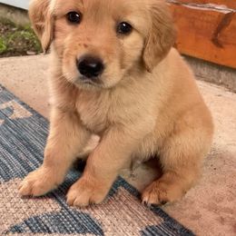 Golden Retriever Puppies from Sydney’s Goldens