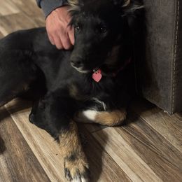 Girl 2 - Black tri-color Australian Shepherd puppy in Surprise, Arizona from Magley Ranch Aussies