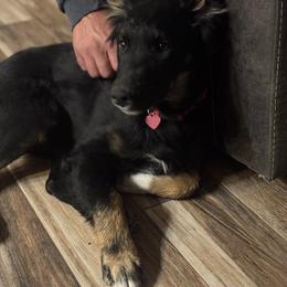 Girl 2 - Black tri-color Australian Shepherd puppy in Surprise, Arizona from Magley Ranch Aussies