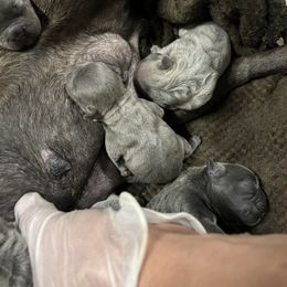 French Bulldog Puppies from Psycho Frenchies