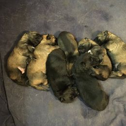 Beagle and German Shepherd Puppies from Nebraska K9's