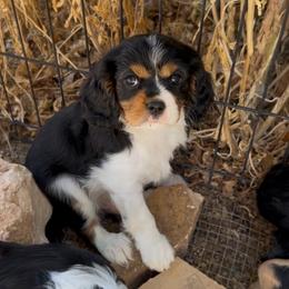 Kobe - Tri-color male Cavalier King Charles Spaniel puppy in Paulden, Arizona from Nine Mile Cavaliers