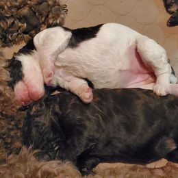 Poodle Puppies from Edith and Company Fantastic Standard Poodle Life