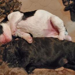 Poodle Puppies from Edith and Company Fantastic Standard Poodle Life