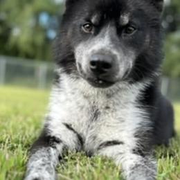 Meeko - Siberian Husky