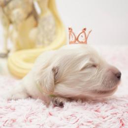 Flynn - Cream male Dachshund puppy in Big Rapids, Michigan from 30 Acre Woods Dachshunds