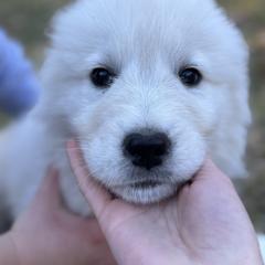 Jack - White male Maremma Sheepdog puppy in Kalamazoo, Michigan from Wild at Farm