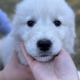 Jack - White male Maremma Sheepdog puppy in Kalamazoo, Michigan from Wild at Farm