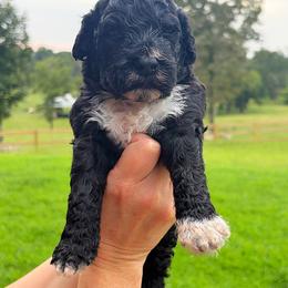 Boy 2 - Black and white male Portuguese Water Dog puppy in Munford, Alabama from Boardwalk Water Dogs