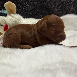 Girl 5 - Red  female Poodle puppy in Southwest Ranches, Florida from Herringbone ‘s Poodles