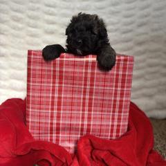 Red (Noel) - Brindle female Bouvier des Flandres puppy in Ashtabula, Ohio from Beulah Bouviers and Havanese