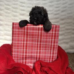 Red (Noel) - Brindle female Bouvier des Flandres puppy in Ashtabula, Ohio from Beulah Bouviers and Havanese