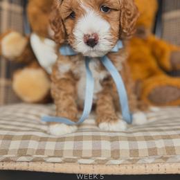 Little Bear - Red  male Goldendoodle puppy in New Harmony, Indiana from Cottonwood Farms