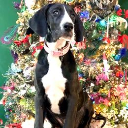 Great Dane Puppies from Night Magic Danes